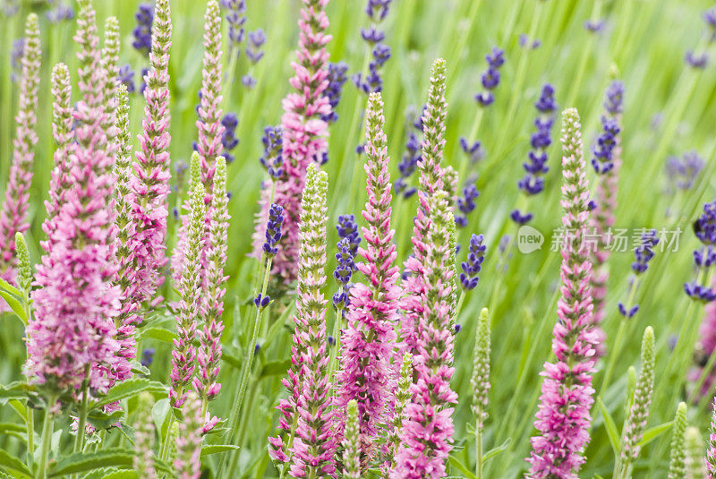 Speedwell (Veronica spicata) &薰衣草――我